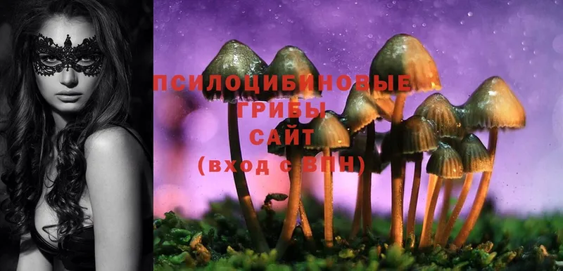 Псилоцибиновые грибы Cubensis  MEGA ССЫЛКА  Буй 